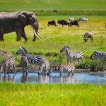 Tanzania wildlife safaris tansania crater ngorongoro